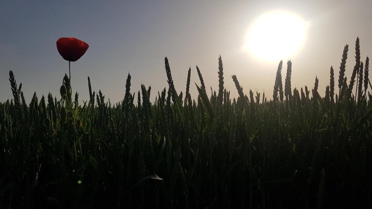 Kurnik Polski Agroturystyka Tykocin Exterior foto